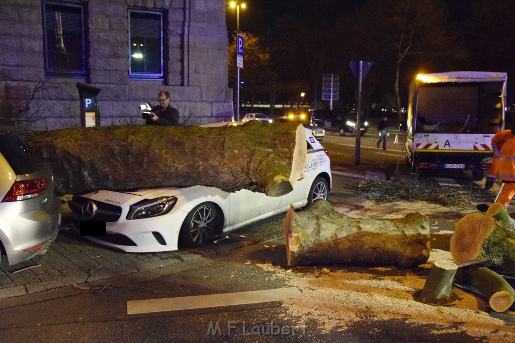 Baum auf PKWs Koeln Mitte Rheinuferstr Goldgasse P007.JPG - Miklos Laubert